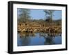 Group of Impala Drinking by a Water Hole, Kruger National Park, South Africa-Paul Allen-Framed Photographic Print