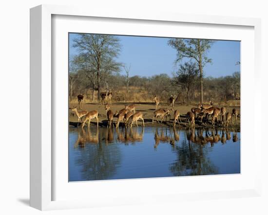 Group of Impala Drinking by a Water Hole, Kruger National Park, South Africa-Paul Allen-Framed Photographic Print