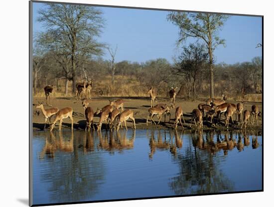Group of Impala Drinking by a Water Hole, Kruger National Park, South Africa-Paul Allen-Mounted Photographic Print