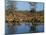 Group of Impala Drinking by a Water Hole, Kruger National Park, South Africa-Paul Allen-Mounted Photographic Print