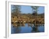 Group of Impala Drinking by a Water Hole, Kruger National Park, South Africa-Paul Allen-Framed Photographic Print