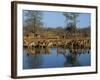 Group of Impala Drinking by a Water Hole, Kruger National Park, South Africa-Paul Allen-Framed Photographic Print