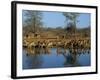 Group of Impala Drinking by a Water Hole, Kruger National Park, South Africa-Paul Allen-Framed Photographic Print