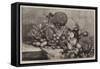 Group of Indian Fruit from the Island of Java-null-Framed Stretched Canvas