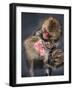 Group of Japanese macaque at the Jigokudani Snow Monkey Park, Yamanouchi, Nagano Prefecture, Japan-Jan Christopher Becke-Framed Photographic Print