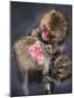 Group of Japanese macaque at the Jigokudani Snow Monkey Park, Yamanouchi, Nagano Prefecture, Japan-Jan Christopher Becke-Mounted Photographic Print