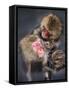 Group of Japanese macaque at the Jigokudani Snow Monkey Park, Yamanouchi, Nagano Prefecture, Japan-Jan Christopher Becke-Framed Stretched Canvas