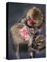 Group of Japanese macaque at the Jigokudani Snow Monkey Park, Yamanouchi, Nagano Prefecture, Japan-Jan Christopher Becke-Stretched Canvas