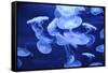 Group of Jellyfish-blufishdesign-Framed Stretched Canvas