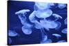 Group of Jellyfish-blufishdesign-Stretched Canvas