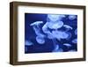 Group of Jellyfish-blufishdesign-Framed Photographic Print