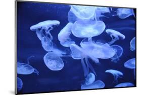 Group of Jellyfish-blufishdesign-Mounted Photographic Print