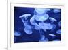 Group of Jellyfish-blufishdesign-Framed Photographic Print
