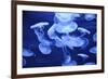Group of Jellyfish-blufishdesign-Framed Photographic Print