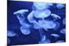 Group of Jellyfish-blufishdesign-Mounted Photographic Print