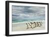 Group of King Penguins on beach, Volunteer Point, East Island, Falkland Islands-Adam Jones-Framed Photographic Print