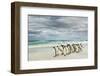 Group of King Penguins on beach, Volunteer Point, East Island, Falkland Islands-Adam Jones-Framed Photographic Print