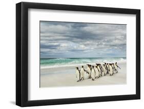 Group of King Penguins on beach, Volunteer Point, East Island, Falkland Islands-Adam Jones-Framed Photographic Print