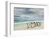 Group of King Penguins on beach, Volunteer Point, East Island, Falkland Islands-Adam Jones-Framed Photographic Print