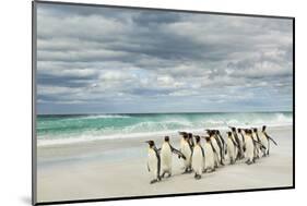 Group of King Penguins on beach, Volunteer Point, East Island, Falkland Islands-Adam Jones-Mounted Photographic Print