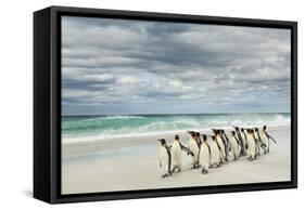 Group of King Penguins on beach, Volunteer Point, East Island, Falkland Islands-Adam Jones-Framed Stretched Canvas