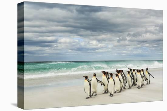 Group of King Penguins on beach, Volunteer Point, East Island, Falkland Islands-Adam Jones-Stretched Canvas