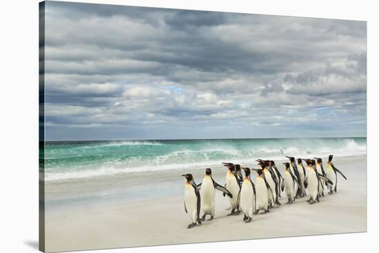 Group of King Penguins on beach, Volunteer Point, East Island, Falkland Islands-Adam Jones-Stretched Canvas