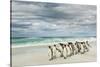 Group of King Penguins on beach, Volunteer Point, East Island, Falkland Islands-Adam Jones-Stretched Canvas