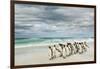 Group of King Penguins on beach, Volunteer Point, East Island, Falkland Islands-Adam Jones-Framed Photographic Print