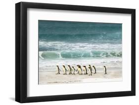 Group of King Penguins on beach, Volunteer Point, Falkland Islands, Aptenodytes patagonicus-Adam Jones-Framed Photographic Print