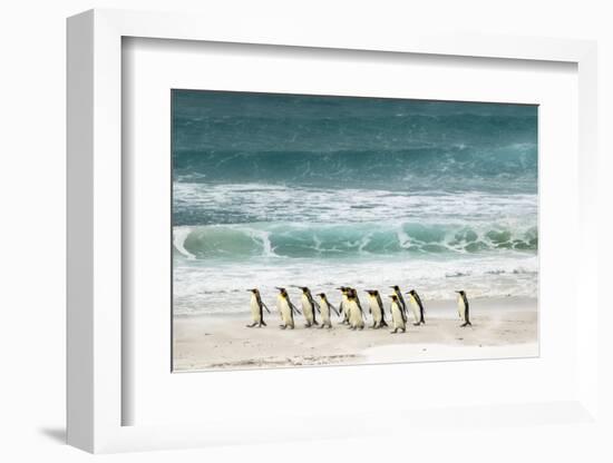 Group of King Penguins on beach, Volunteer Point, Falkland Islands, Aptenodytes patagonicus-Adam Jones-Framed Photographic Print