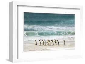 Group of King Penguins on beach, Volunteer Point, Falkland Islands, Aptenodytes patagonicus-Adam Jones-Framed Photographic Print