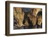 Group of Lions Drinking at Waterhole Close-Up-Nosnibor137-Framed Photographic Print