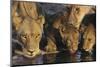 Group of Lions Drinking at Waterhole Close-Up-Nosnibor137-Mounted Photographic Print