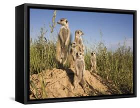 Group of Meerkats, Kalahari Meerkat Project, Van Zylsrus, Northern Cape, South Africa-Toon Ann & Steve-Framed Stretched Canvas