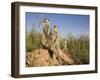 Group of Meerkats, Kalahari Meerkat Project, Van Zylsrus, Northern Cape, South Africa-Toon Ann & Steve-Framed Photographic Print