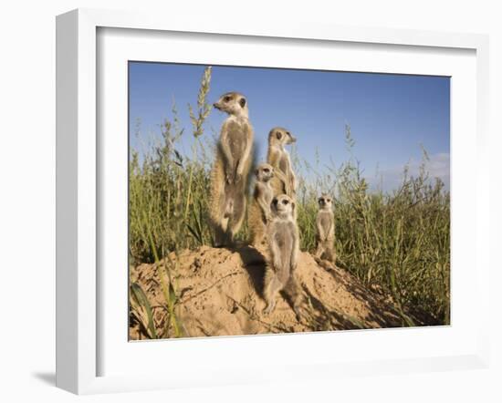 Group of Meerkats, Kalahari Meerkat Project, Van Zylsrus, Northern Cape, South Africa-Toon Ann & Steve-Framed Photographic Print