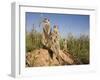 Group of Meerkats, Kalahari Meerkat Project, Van Zylsrus, Northern Cape, South Africa-Toon Ann & Steve-Framed Photographic Print