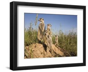 Group of Meerkats, Kalahari Meerkat Project, Van Zylsrus, Northern Cape, South Africa-Toon Ann & Steve-Framed Photographic Print