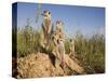 Group of Meerkats, Kalahari Meerkat Project, Van Zylsrus, Northern Cape, South Africa-Toon Ann & Steve-Stretched Canvas