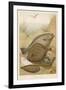 Group of Mixed Flat Fish: Halibut Turbot Flounder Plaice and Sole-P. J. Smit-Framed Premium Giclee Print