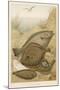 Group of Mixed Flat Fish: Halibut Turbot Flounder Plaice and Sole-P. J. Smit-Mounted Premium Giclee Print