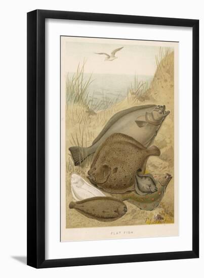 Group of Mixed Flat Fish: Halibut Turbot Flounder Plaice and Sole-P. J. Smit-Framed Art Print