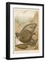 Group of Mixed Flat Fish: Halibut Turbot Flounder Plaice and Sole-P. J. Smit-Framed Art Print