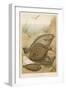 Group of Mixed Flat Fish: Halibut Turbot Flounder Plaice and Sole-P. J. Smit-Framed Art Print