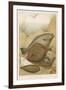 Group of Mixed Flat Fish: Halibut Turbot Flounder Plaice and Sole-P. J. Smit-Framed Art Print