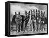 Group of Mrs Leslie Thornton's Celebrated "Southdown" Alsatians-Thomas Fall-Framed Stretched Canvas