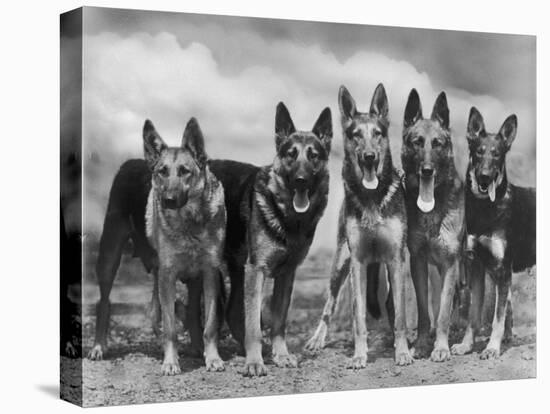 Group of Mrs Leslie Thornton's Celebrated "Southdown" Alsatians-Thomas Fall-Stretched Canvas