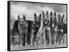 Group of Mrs Leslie Thornton's Celebrated "Southdown" Alsatians-Thomas Fall-Framed Stretched Canvas