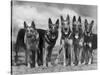 Group of Mrs Leslie Thornton's Celebrated "Southdown" Alsatians-Thomas Fall-Stretched Canvas